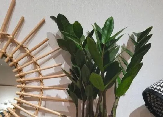 植物常识问题|金钱树枝条倒伏下垂是什么原因
