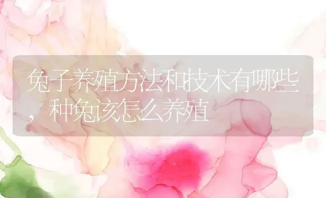 兔子养殖方法和技术有哪些,种兔该怎么养殖 | 养殖常见问题