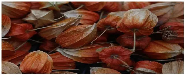 红菇可以人工种植吗 | 生活常识