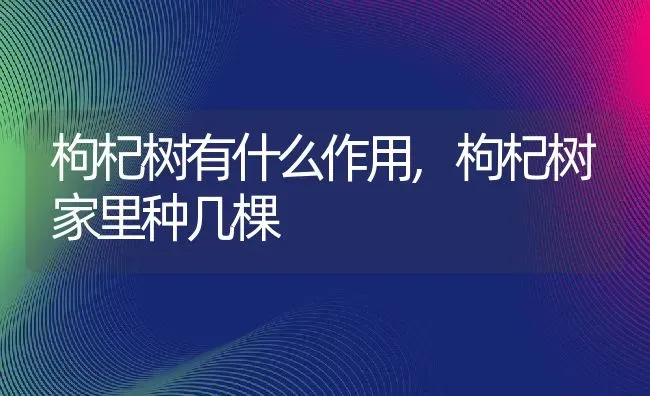 枸杞树有什么作用,枸杞树家里种几棵 | 养殖常见问题