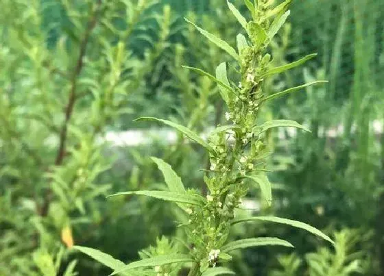 植物常识问题|艾草和益母草的区别