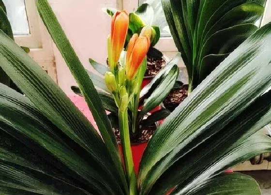 植物常识问题|君子兰如何自制养花肥