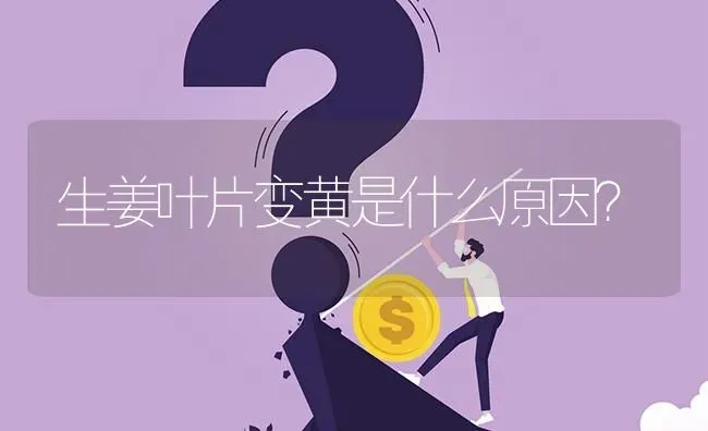 生姜叶片变黄是什么原因? | 养殖问题解答