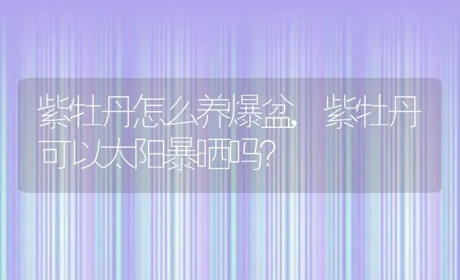 紫牡丹怎么养爆盆,紫牡丹可以太阳暴晒吗？ | 养殖常见问题