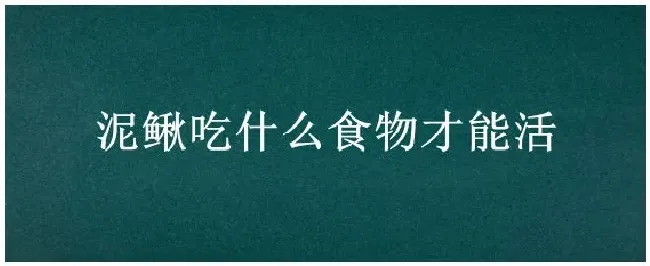 泥鳅吃什么食物才能活 | 农业答疑