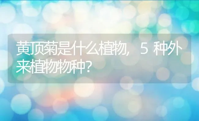 黄顶菊是什么植物,5种外来植物物种？ | 养殖常见问题
