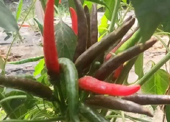 植物常识问题|阳台辣椒种植方法