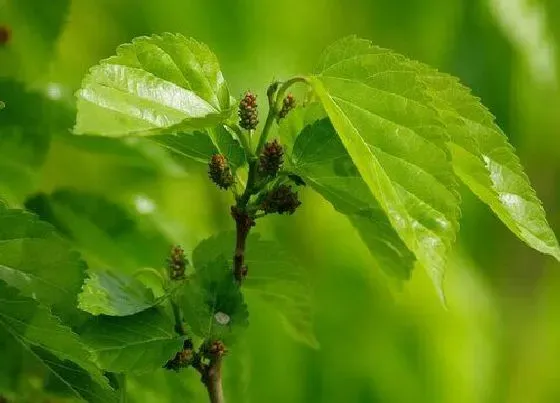 植物常识问题|桑叶什么时候采摘