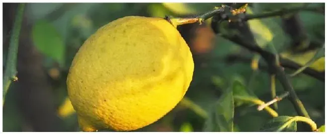种植柠檬的注意事项 | 三农答疑