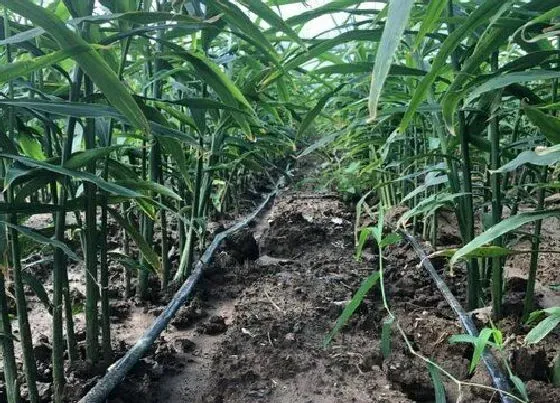 植物常识问题|生姜从选种到播种的方法和步骤（生姜栽培时间和技术）