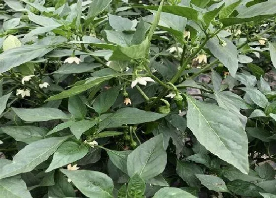 植物常识问题|辣椒为什么只开花不结果而且花都掉了（开花后不结果实）
