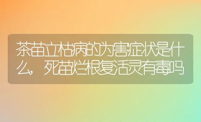 茶苗立枯病的为害症状是什么,死苗烂根复活灵有毒吗 | 养殖常见问题