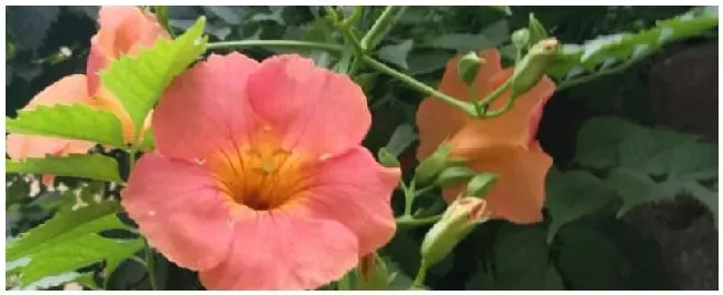 凌霄花什么时候剪枝 | 农业答疑