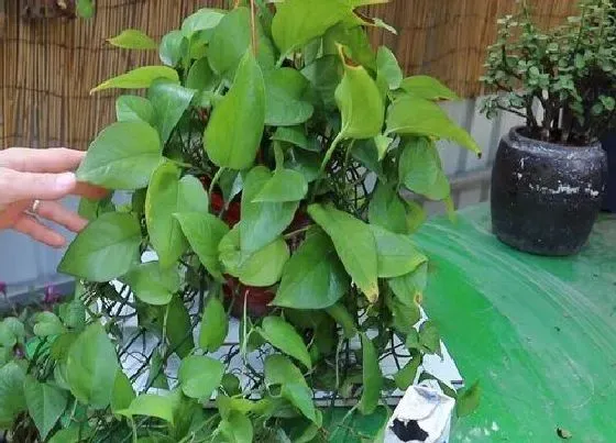 植物常识问题|牛奶可以浇花吗 牛奶可以直接浇花浇植物吗