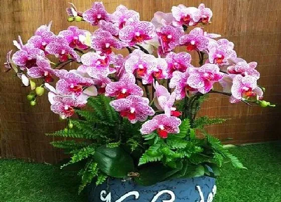 植物常识问题|蝴蝶兰花期浇水需要掌握哪些技巧
