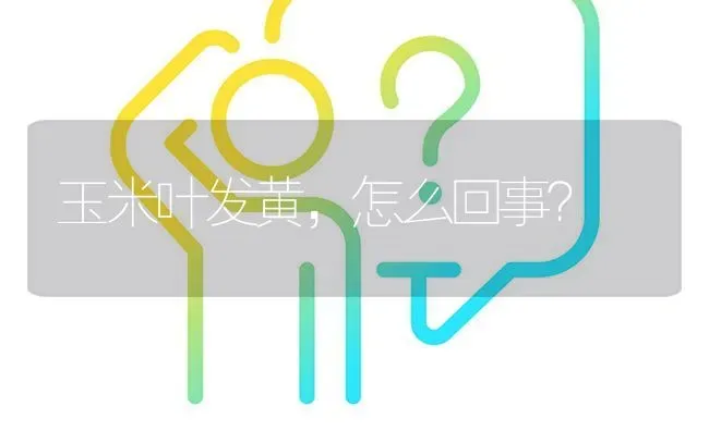 玉米叶发黄,怎么回事? | 养殖问题解答