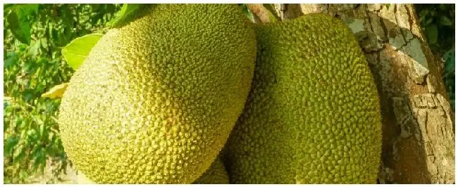 菠萝蜜苗的嫁接方法 | 农业常识
