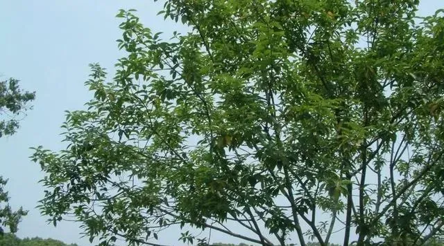 冬青属于什么植物类型,冬青不落叶就能过冬是为什么？