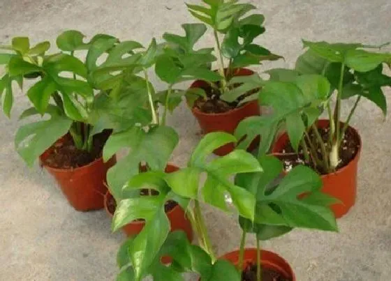 植物常识问题|适合新手养殖的花卉
