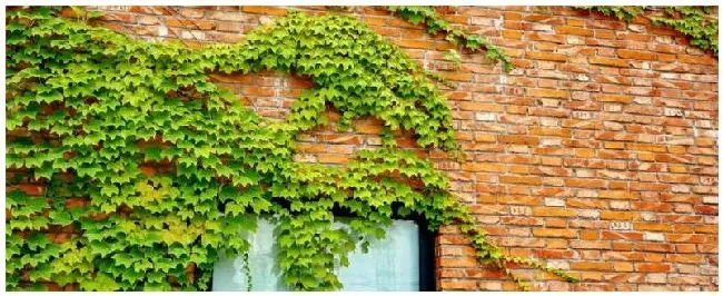 爬山虎种植注意事项 | 科普知识