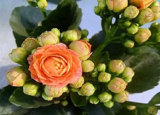 植物常识问题|6月养长寿花如何做好修剪和休眠养护工作