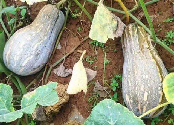 植物常识问题|番瓜和南瓜的区别