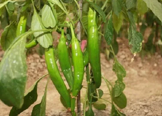 植物常识问题|辣椒为什么只开花不结果而且花都掉了（开花后不结果实）