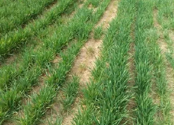 植物常识问题|冬小麦冻害原因及补救方法（小麦防御低温冻害措施）