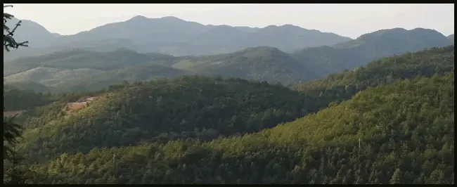 盐碱地适合种什么 | 农业问题