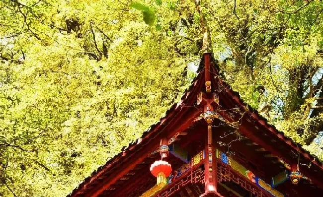植物常识问题|成都看银杏树什么地方最美（成都周边看银杏树观景点最好）