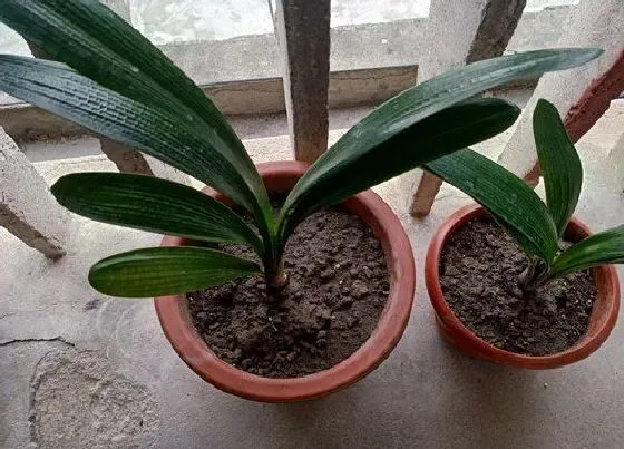 植物常识问题|入秋君子兰不开花怎么解决