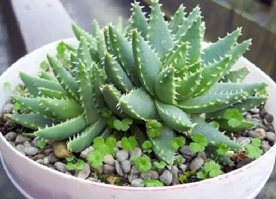 植物常识问题|适合新手养殖的花卉