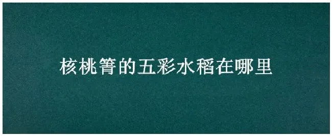 核桃箐的五彩水稻在哪里 | 三农答疑