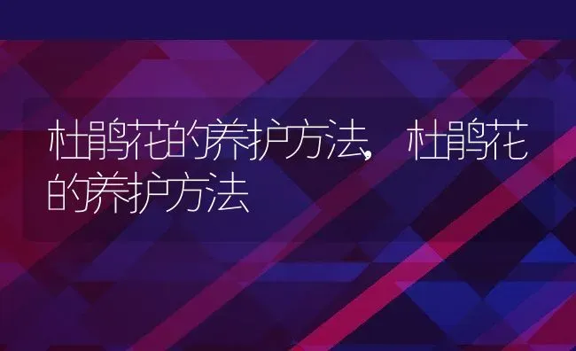 杜鹃花的养护方法,杜鹃花的养护方法 | 养殖常见问题