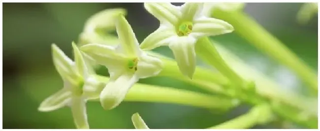 夜来香的种植注意事项 | 农业答疑