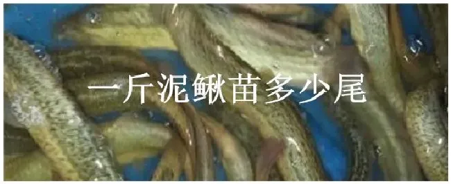一斤泥鳅苗多少尾 | 科普知识