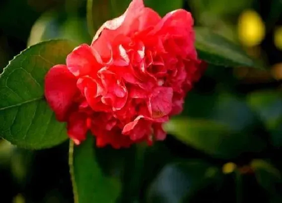 植物常识问题|茶花盆里出现红蜘蛛该怎么防治