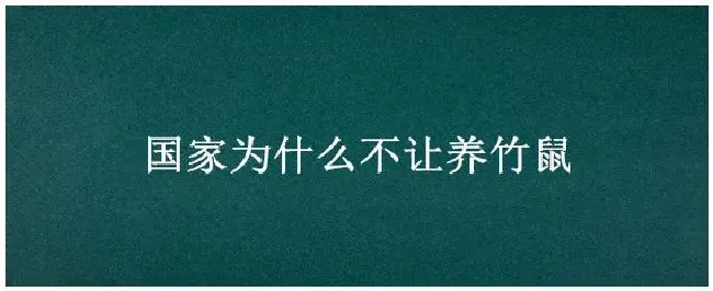 国家为什么不让养竹鼠 | 农业常识