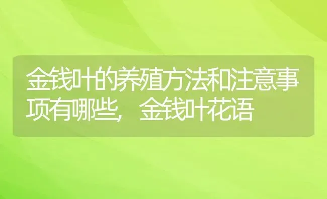 金钱叶的养殖方法和注意事项有哪些,金钱叶花语 | 养殖常见问题