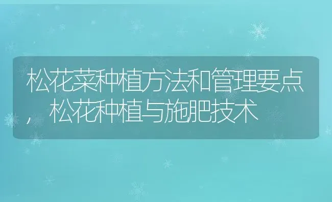 蓝色妖姬是玫瑰吗,人们通常用来送花的“蓝色妖姬”其实是什么花？ | 养殖常见问题