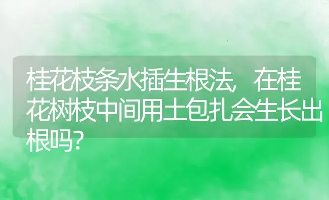 桂花枝条水插生根法,在桂花树枝中间用土包扎会生长出根吗？ | 养殖常见问题