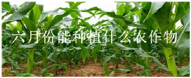 六月份能种植什么农作物 | 农业问题