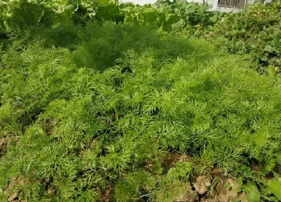 植物常识问题|小茴香和大茴香的区别