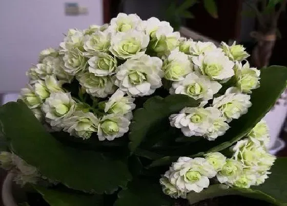 植物常识问题|新买的长寿花如何顺利的把花朵打开