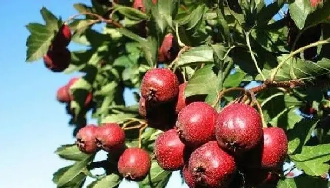 植物常识问题|山楂树的种植方法及要求（山楂树适合什么土壤栽种）