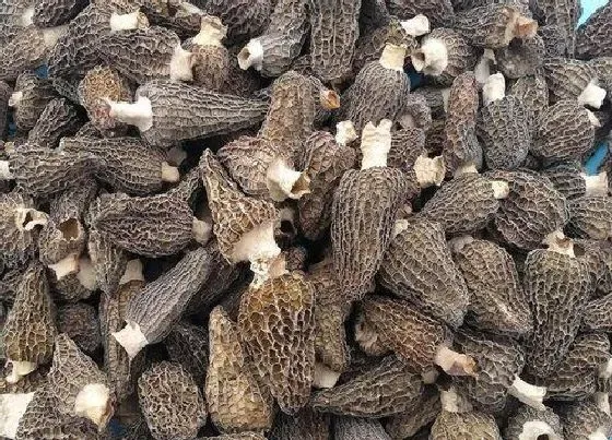 植物常识问题|羊肚菌的栽培技术