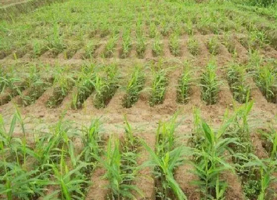 植物常识问题|生姜从选种到播种的方法和步骤（生姜栽培时间和技术）