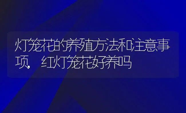 灯笼花的养殖方法和注意事项,红灯笼花好养吗 | 养殖常见问题