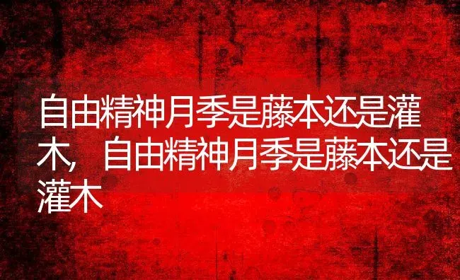 自由精神月季是藤本还是灌木,自由精神月季是藤本还是灌木 | 养殖常见问题