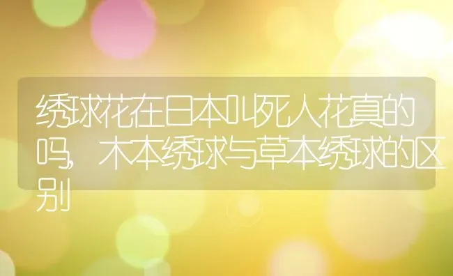 绣球花在日本叫死人花真的吗,木本绣球与草本绣球的区别 | 养殖常见问题